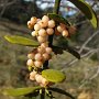 Mistletoe (Phoradendron serotinum): This native Mistletoe was busy parasitizing an old Oak.